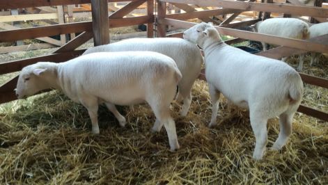 2019_farmer_expo.jpg