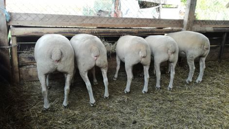 2019_farmer_expo2.jpg