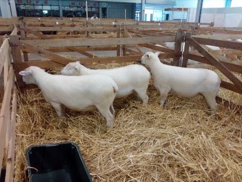 ewes.jpg