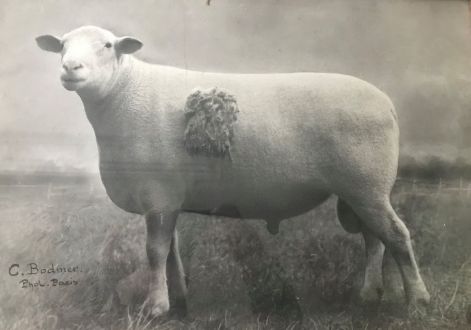 mouton_iledefrance.jpg
